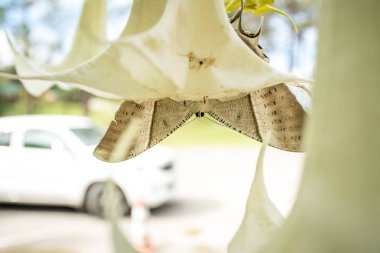 üzerinde büyük bir çiçek bir ağacın altındaki çok güzel bir tropik Swallowtail Kelebek var