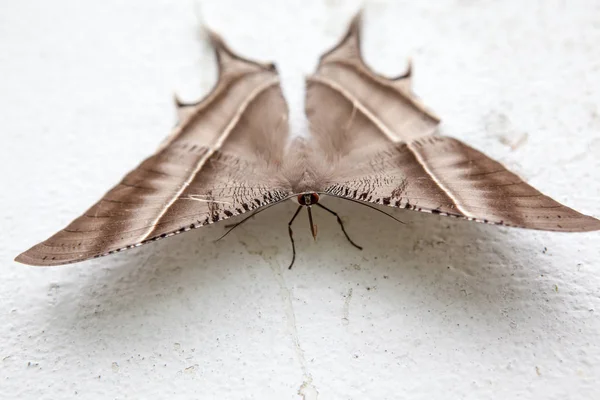 Sur Mur Bâtiment Une Très Belle Teigne Tropicale Queue Hirondelle — Photo