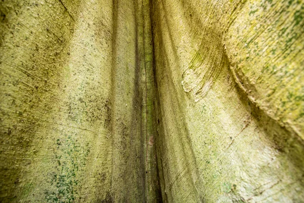 Cette Souche Moracées Gigantesques Trouve Dans Nature Profonde Pays Thaïlande — Photo