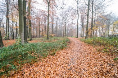 Orada yol boyunca düşen yapraklar çoğu bu yüzden sonbahar döneminde ormana bir patika