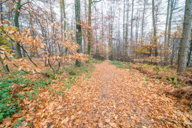 Orada yol boyunca düşen yapraklar çoğu bu yüzden sonbahar döneminde ormana bir patika