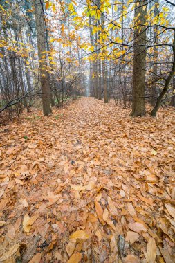 Orada yol boyunca düşen yapraklar çoğu bu yüzden sonbahar döneminde ormana bir patika