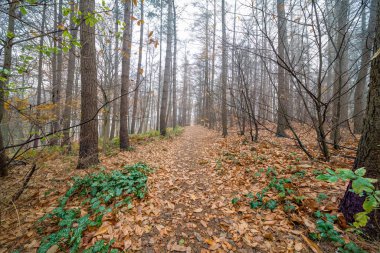 Orada yol boyunca düşen yapraklar çoğu bu yüzden sonbahar döneminde ormana bir patika
