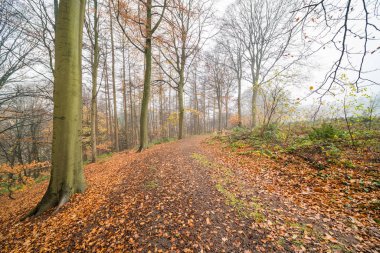 Orada yol boyunca düşen yapraklar çoğu bu yüzden sonbahar döneminde ormana bir patika