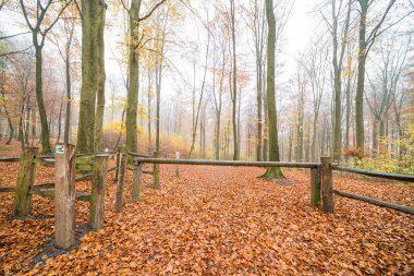 Orada yol boyunca düşen yapraklar çoğu bu yüzden sonbahar döneminde ormana bir patika