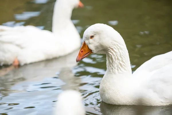 Water Pond Group White Geese — Stock Photo, Image