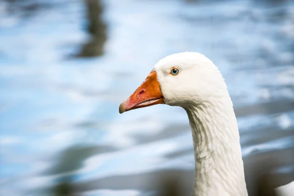 Close Head White Goose Blue Eyes Water — Stock Photo, Image