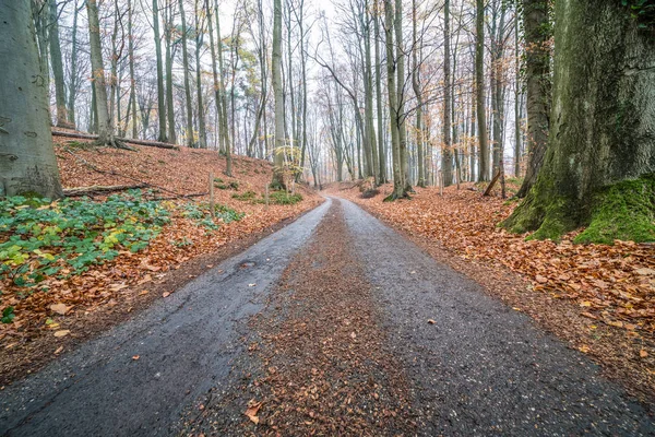 Una Strada Attraverso Foresta Nel Periodo Autunnale Modo Che Siano — Foto Stock