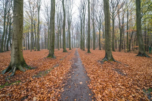 Sentiero Attraverso Foresta Nel Periodo Autunnale Modo Che Siano Molte — Foto Stock