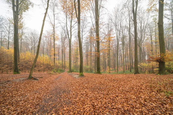 Foresta Nel Periodo Autunnale Modo Che Siano Molte Foglie Cadute — Foto Stock