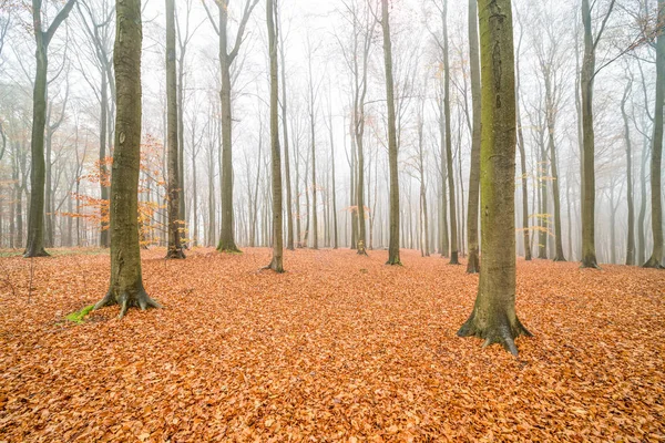 Foresta Nel Periodo Autunnale Modo Che Siano Molte Foglie Cadute — Foto Stock