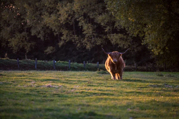 Krásné Scottish Highlander Louky — Stock fotografie