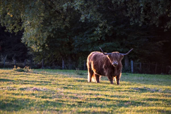 Krásné Scottish Highlander Louky — Stock fotografie