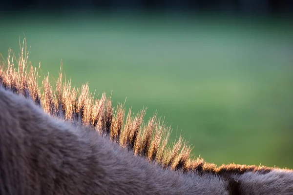 Donkey Hals Hår Som Står Upprätt Med Bakgrundsbelysning — Stockfoto