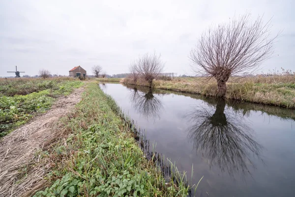 Arka Planda Olduğunu Pollard Willows Boyunca Bir Zandwijkse Hollanda Nederland — Stok fotoğraf