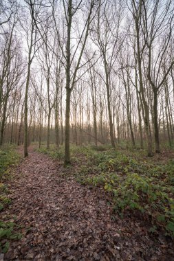 Orada yol boyunca düşen yapraklar çoğu bu yüzden sonbahar döneminde ormana bir patika
