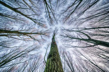 Kışın yaprakları ormandaki ağaçların içinde olduklarını