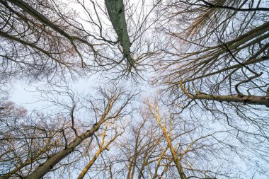Kışın yaprakları ormandaki ağaçların içinde olduklarını