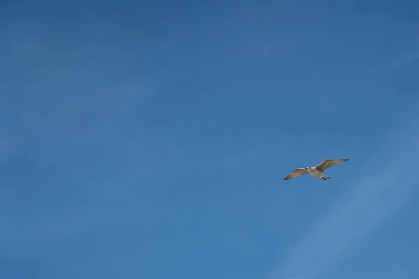 A gaivota voadora — Fotografia de Stock