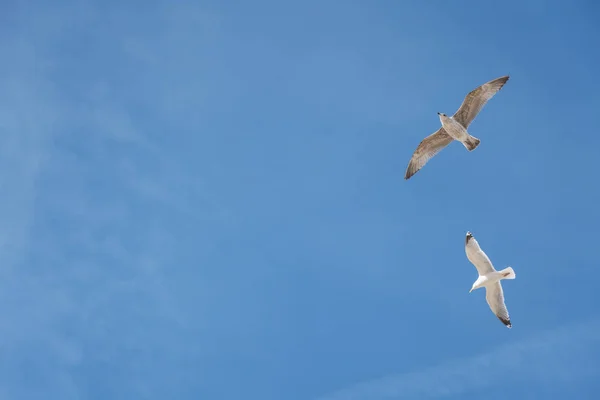 A gaivota voadora — Fotografia de Stock