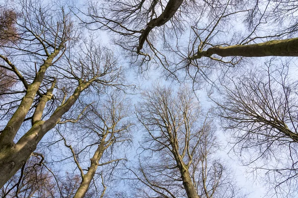 Inga blad på trädtopparna — Stockfoto