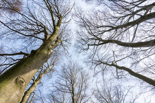Χωρίς φύλλα στο treetops — Φωτογραφία Αρχείου