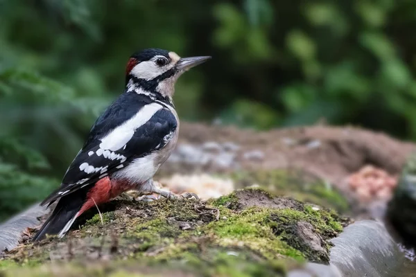 The Great spotted woodpecker — Stock Photo, Image