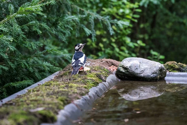 The Great spotted woodpecker — Stock Photo, Image