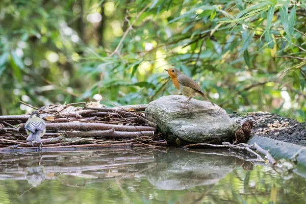 Evropská Robin — Stock fotografie