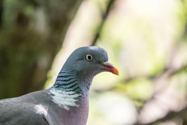 An Wood pigeon — Stock Photo, Image