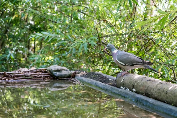 En Träduva — Stockfoto