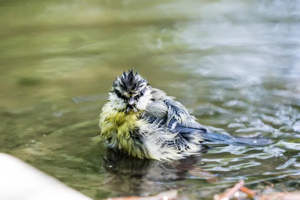 An blue tit — Stock Photo, Image