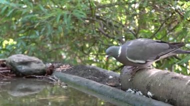 Bir göletin rıhtımında güzel bir güvercin var.