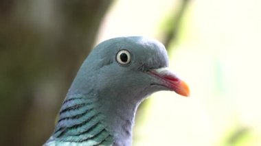 Bir göletin rıhtımında güzel bir güvercin var.