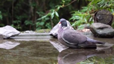 Bir göletin rıhtımında güzel bir güvercin var.