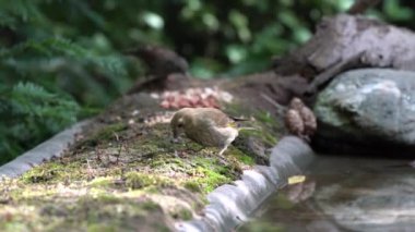 bahçede tohum yeme greenfinch, içme suyu yanında