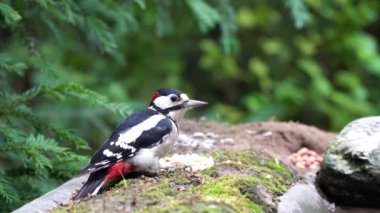Büyük Benekli Ağaçkakan kuş gıda sahiptir