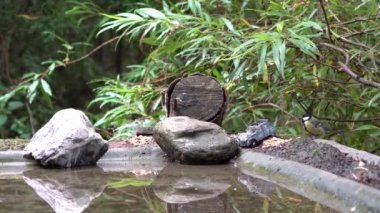 Kömür met havuz yakınında fot gıda görünümlü
