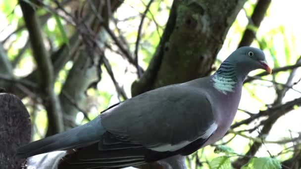 Ufer Eines Teiches Stehen Eine Wunderschöne Waldtaube — Stockvideo