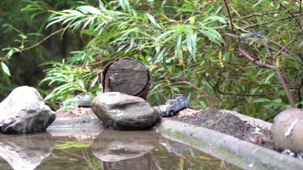 Een Jonge Pimpelmees Wast Zich Aan Waterkant Van Een Vijver — Stockvideo