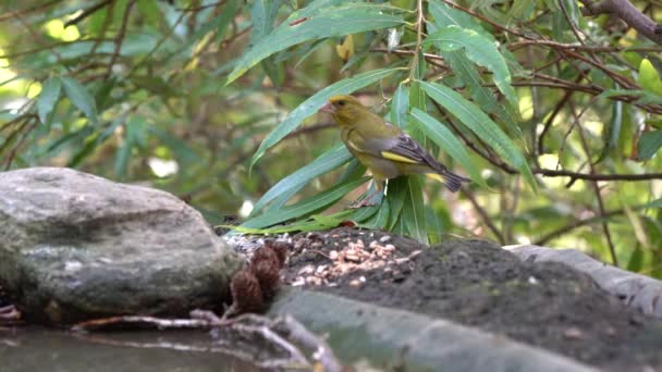 Greenfinch Jardim Comendo Sementes Lado Água Potável — Vídeo de Stock