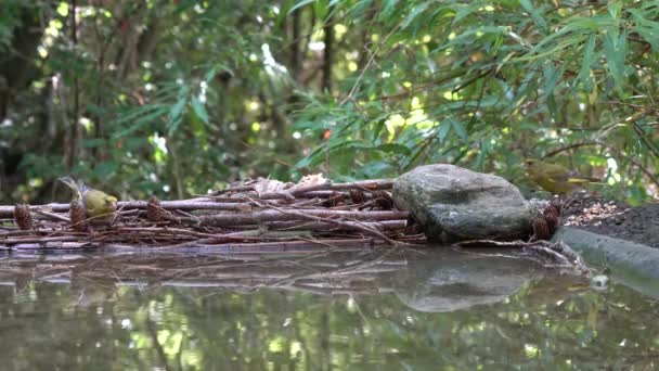 Groenfinch Tuin Eten Van Zaden Naast Drinkwater — Stockvideo