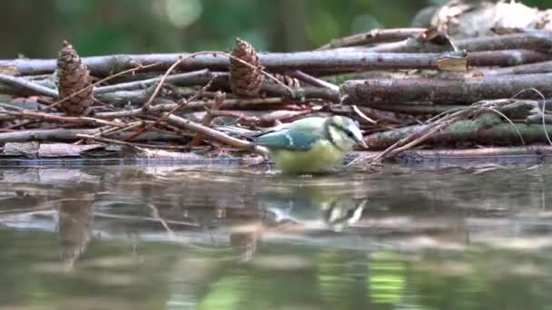 연못의 해안가에서 자신을 씻고있는 파란색 — 비디오