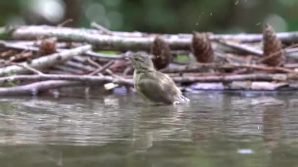 Egy Fiatal Ház Veréb Mosás Magát Medencében — Stock videók