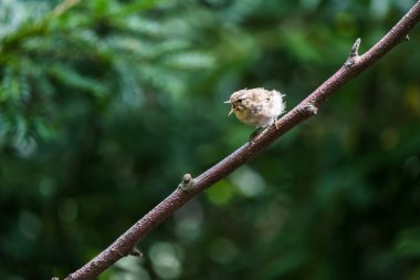 Bir Avrasya ötleğen