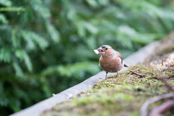 An beautiful Finch — Stock Photo, Image