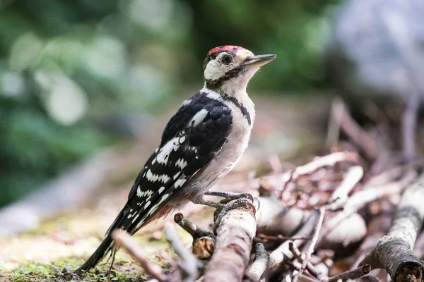 The Great spotted woodpecker — Stock Photo, Image