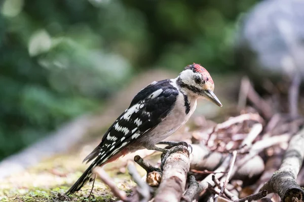 The Great spotted woodpecker — Stock Photo, Image