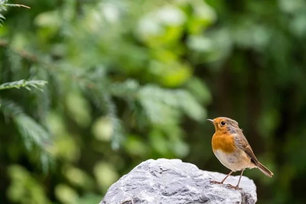 Um Robin Europeu — Fotografia de Stock