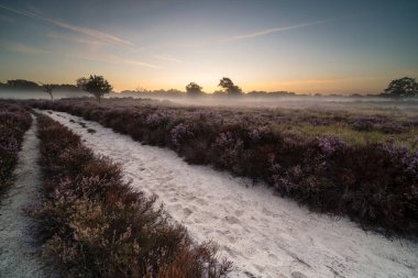 Calluna çiçek açtı